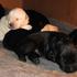 VENDO CACHORROS LABRADOR, EXCELENTE PRECIO!!!!