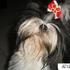 direto do canil:SHIH TZU , PUG E LHASA APSO...