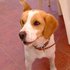 Beagle inscrito busca novia