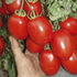 Tomate_thumb