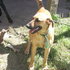 REGALO TRES PERROS,   URGENTE POR VIAJE.  - Montevideo - Montevideo