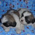 vendo hermosos cacochros Lhasa Apso 