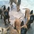 HERMOSOS CACHORROS PASTOR BELGA A UN SUPER PRECIO