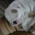  Puras Inglês bulldog cachorros para venda 