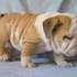 doce inglese bull dogue cachorros