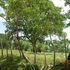 BIENES RAICES VENDE, REF: FN002 - El Cupey Puerto Plata  - Puerto Plata - San Felipe de Puerto Plata