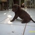 cachorritos labradores crusados con pib bull la conbinacion fue per