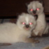 GATINHO/AS SIAMESES