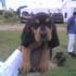 Bloodhound cachorros