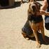 Bloodhound cachorros - Aguascalientes - Aguascalientes