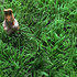 Venta de Grass natural a precios increibles...!!! - Lima Metropolitana y Callao - Lima