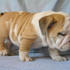 Inglés Bulldogs para su aprobación