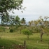 MARAVILLOSOS TERRENOS, REF: FN012 - Cabrera  - Puerto Plata - San Felipe de Puerto Plata