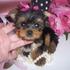  Yorkshire terrier cachorro para su aprobación