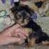 hermoso cachorro de Yorkshire Terrie para la adopción 