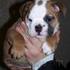 Inglés cachorro bulldog para su aprobación 