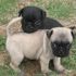 masculino e feminino dogui cachorrinho para adopção