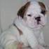  Inglês bulldog filhotes para adoção 
