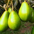 Aguacates_005_thumb