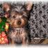 Adorable Yorkies Available Now