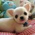 HEALTHY CHIHUAHUA PUPPIES FOR A GOOD HOME