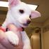  pouco chihuahua puppies Amazing querido com extraordinária charact