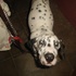 Ganga dalmata en venta