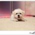 maltese puppies for sale