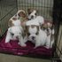cachorros de buldog ingleses hermosos para adopción - Guanajuato - León