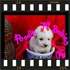 **** VERDADEIROS BIBELOS***  POODLE MICRO  E  POODLE TOY **** 