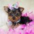 free tea cup yorkie puppies.(chelseafoglio@yahoo.com)