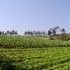 SITIO 28.000 M2 - IBIUNA- SP