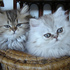 gatinhos persa para adopção
