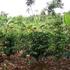 Hermosa Propiedad tipo rancho con cafe Organico 