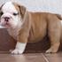 HOME TRAIN ENGLISH BULLDOG PUPPIES FOR ADOPTION