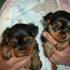 AKC Yorkshire Terrier Puppies For Good Home