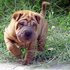 CACHORROS SHARPEI CRIADERO SHAR PEI CACHORROS SHAR PEI ENVIOS