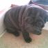 CACHORROS SHARPEI CRIADERO SHAR PEI CACHORROS SHAR PEI ENVIOS - Bogotá - Bogotá