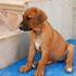 RHODESIAN RIDEBACK CACHORROS EL HIJO DE AFRICA CRIADERO RHODESIAN