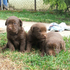 LABRADOR RETRIVER,LABRADORES CACHORROS,LABRADOR CACHORROS,