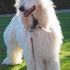 GALGO AFGANOS CACHORROS,AFGAN HOUND LEBRES,AFGANOS EN VENTA