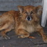 se me perdio mi perro - Montevideo - Montevideo