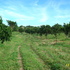 FOR SALE LOTS OF LAND FOR GREAT PROJECT/POTRERILLOS/BOQUETE/PANAMA.