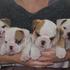Inglês Bulldog Filhotes Disponíveis