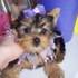  Lovely And Adorable Tea Cup Yorkie Puppies For Adoption