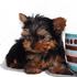 bela yorkshire terrier cachorros para adopção  