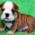 AkC REG ENGLISH BULDOG PUPPIES FOR ADOPTION