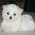 Adorable Maltese Puppies Ready For Adoption