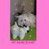busco novio para perrita de raza Westie Terrier, inscrita