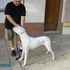 DOGO ARGENTINO - Cachorros de excelente pedigree - Montevideo - Montevideo